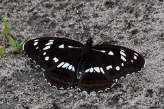 Limenitis helmanni