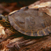 Escambia Map Turtle - Photo (c) Alvin Diamond, some rights reserved (CC BY-NC), uploaded by Alvin Diamond