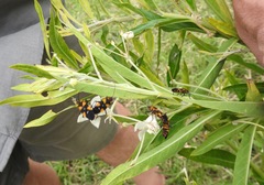 Oncopeltus famelicus