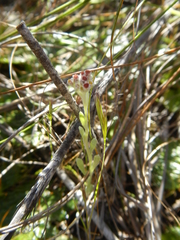 Vellereophyton
