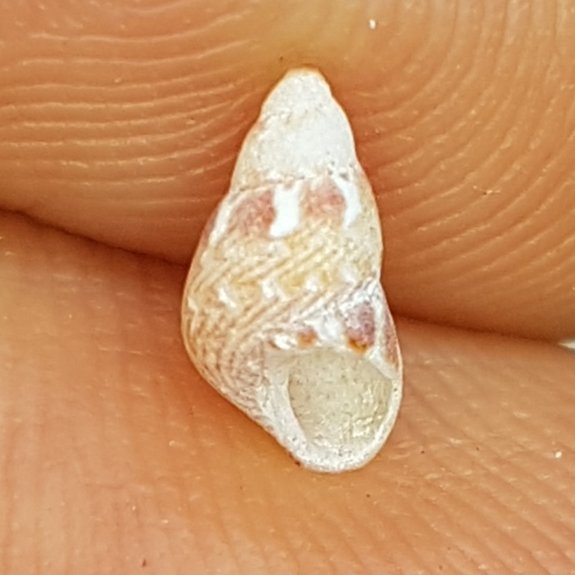 Tricolia tenuis