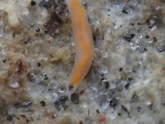 Vorticeros praedatorium