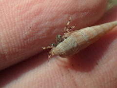 Pagurus redondoensis