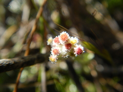 Vellereophyton