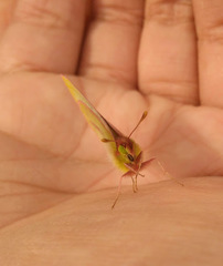 Colias dimera