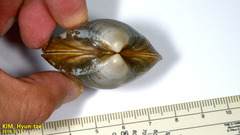 Mactra quadrangularis