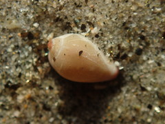 Archierato columbella