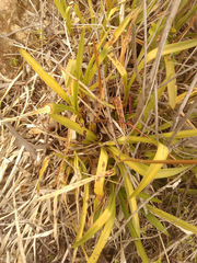Cyrtochilum densiflorum