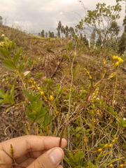 Cyrtochilum densiflorum