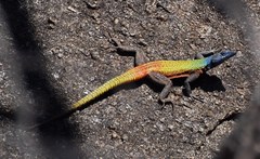 Platysaurus intermedius rhodesianus