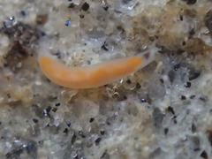 Vorticeros praedatorium