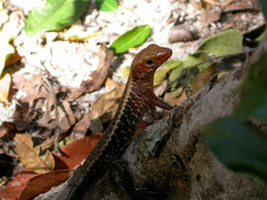 Zonosaurus laticaudatus