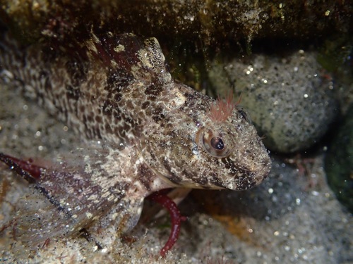 Notchbrow Blenny