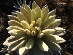 Espeletia pycnophylla