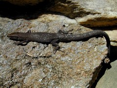 Algyroides fitzingeri