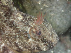 Hypsoblennius gilberti
