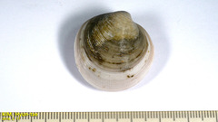 Cyclina sinensis