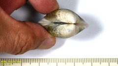 Cyclina sinensis