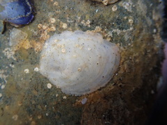 Crepidula perforans