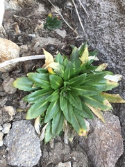 Draba jorullensis