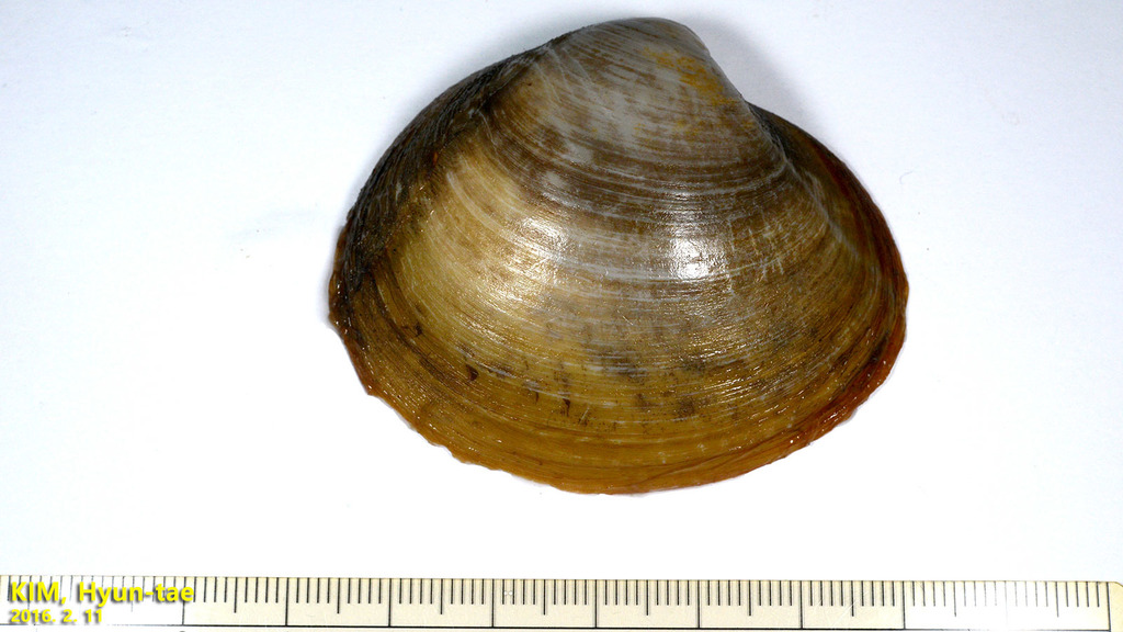 hen clam
