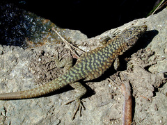 Archaeolacerta bedriagae