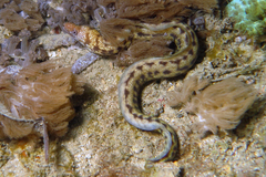 Gymnothorax chilospilus