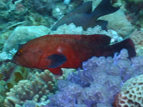 Cephalopholis nigripinnis
