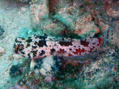 Synchiropus stellatus