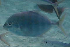 Turrum coeruleopinnatum