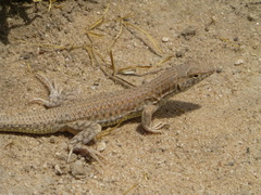 Acanthodactylus boskianus