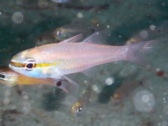 Ostorhinchus apogonoides