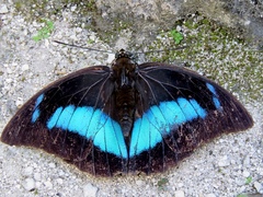 Archaeoprepona demophoon