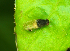 Minettia longipennis