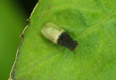 Minettia longipennis