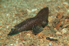 Ablabys binotatus