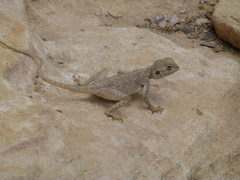 Pseudotrapelus sinaitus