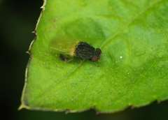 Minettia longipennis