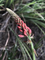Indigofera dimidiata