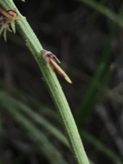 Indigofera dimidiata