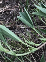 Indigofera dimidiata