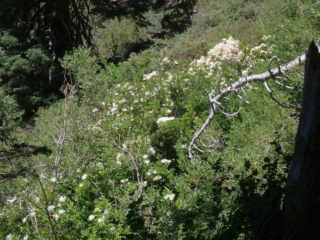 western azalea from Riverside County, CA, USA on July 11, 2023 at 01:36 ...