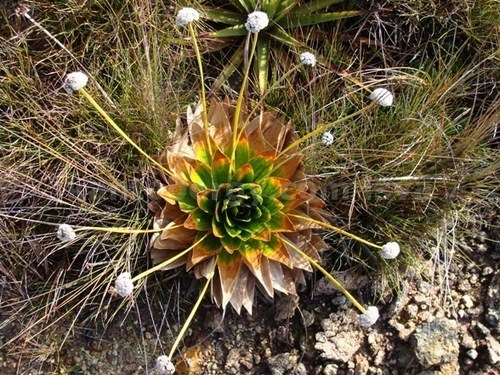Paepalanthus image