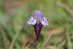 Linaria amethystea amethystea