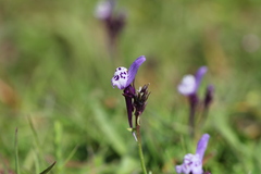Linaria amethystea amethystea