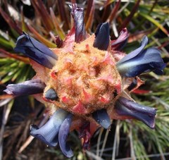 Puya exigua