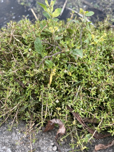Crassula helmsii