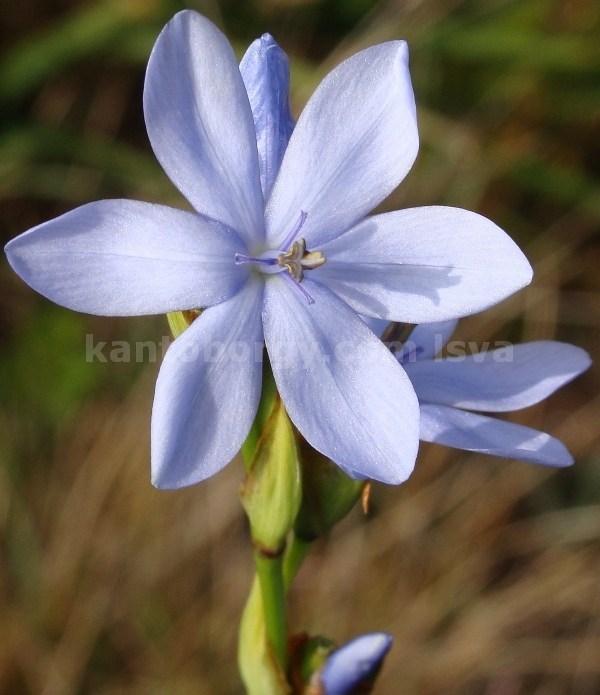 Orthrosanthus chimboracensis image