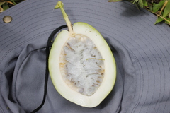 Passiflora quadrangularis