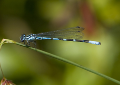 Coenagrion interrogatum